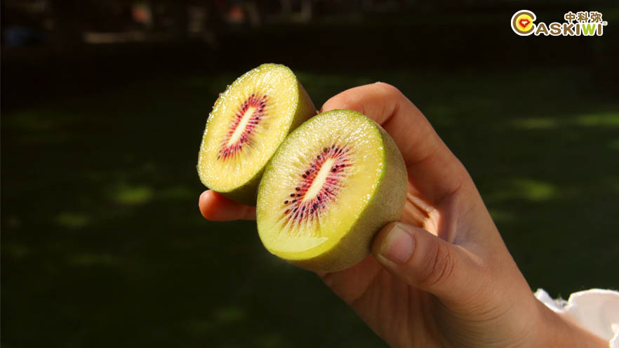 中国科学院武汉植物园专利品种猕猴桃